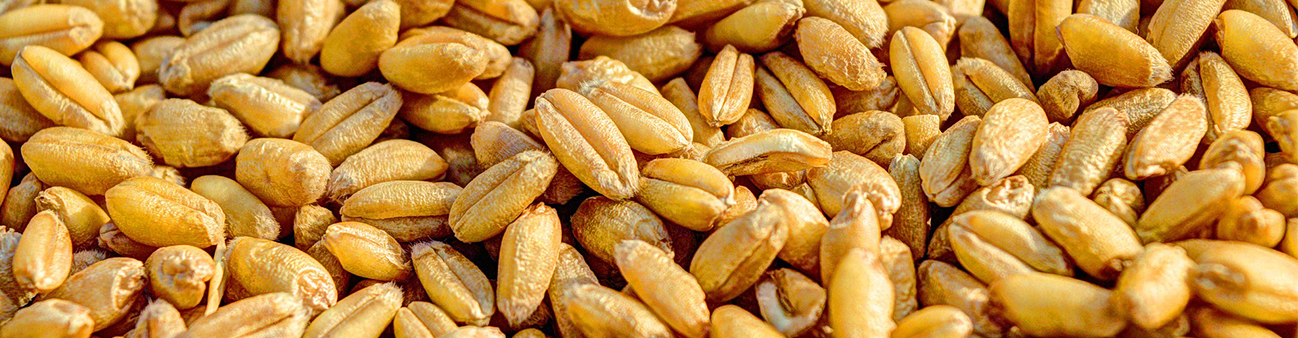 Wheat